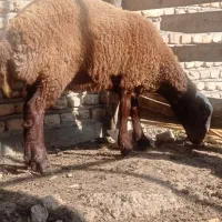 توقلی ماده چاق|حیوانات مزرعه|سیمین شهر, |دیوار