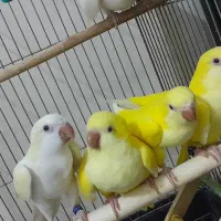 جوجه راهب ۳ ماهه و پنج ماهه