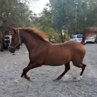 اسب نریون درشور خالص