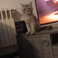 بریتیش ماده سه ماهه|گربه|پردیس, فاز ۳|دیوار