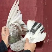 کفتر گرفتنی برج