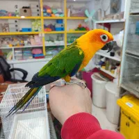 طوطی گرینچیک خورشیدی|پرنده|اردبیل, |دیوار