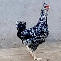 دوتا مرغ گلین فول کیفیت