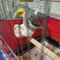 یک جفت عروس هلندی