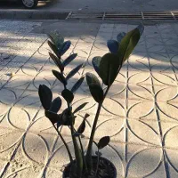 زامو فایل بلک