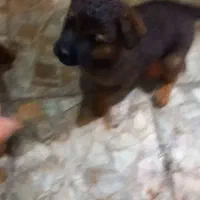 واگذاری سگ مالینویز