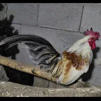 مرغ خروس چینی