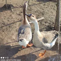 غوغاز غاز محلی|حیوانات مزرعه|رشت, آتشگاه|دیوار