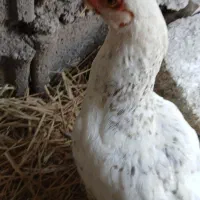 جوجه مرغ وخروس سالم