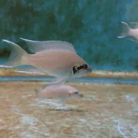 بریچاردی مولد