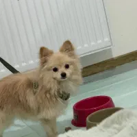 فوری فوری پامرانین روباهی