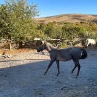 اسب مادیان و کره نریان|اسب و تجهیزات اسب‌سواری|کنگاور, |دیوار