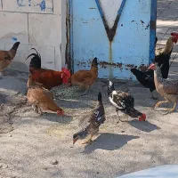 مرغ وخروس عربی