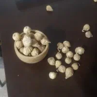 انجیر