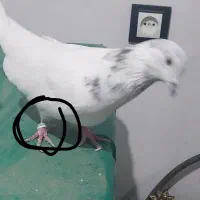 کبوتر گم شده گمشده