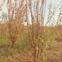 نهال و درخت درختچه های 6وهفت ساله شاخه دار|خدمات باغبانی و درختکاری|تهران, راه آهن|دیوار