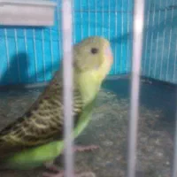 مرغ عشق|پرنده|یاسوج, |دیوار