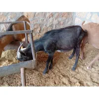 بز مورسیا و دورگ