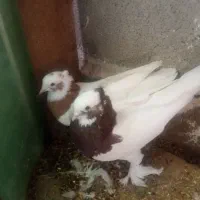 چهار جفت توقی ی جفت کله سیاه پاک کوار|پرنده|طسوج, |دیوار