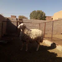 بره قوچ|حیوانات مزرعه|باشتین, |دیوار