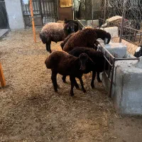 بره شیشک و بره قوچ