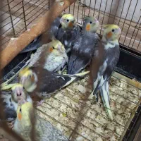 جوجه سرلاکی نرم خور عروس هلندی|پرنده|ساری, |دیوار