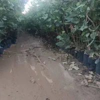 فروش نهال پسته|خدمات باغبانی و درختکاری|سروستان, |دیوار