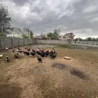 ۸۰۰ متر زمین مسکونی دور دیوار|فروش زمین و ملک کلنگی|لولمان, |دیوار