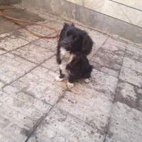 سگ اشپیتز|سگ|کرج, حصارک پایین|دیوار