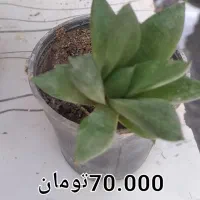 فروش گل طبیعی|گل و گیاه طبیعی|مشهد, شهید شهریاری|دیوار