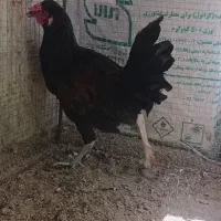 خروس امروک آمریکایی