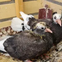 کبوتر|پرنده|اردکان, |دیوار