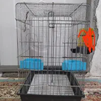 قفس پرنده فروشی قیمت. 500|لوازم جانبی حیوانات|بهشهر, |دیوار