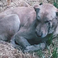 گمشده
