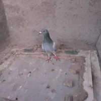 دوبر بالا