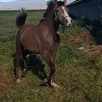 اسب|اسب و تجهیزات اسب‌سواری|اردبیل, |دیوار