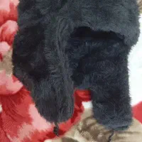 کلاه