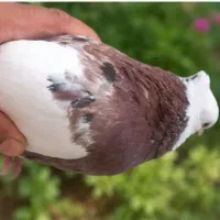کبوتر طوقی