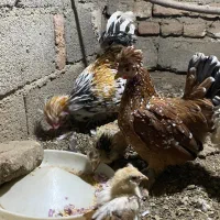 تخم نطفه دار پاکوتاه|حیوانات مزرعه|نوشین شهر, |دیوار