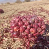 پیاز قرمز درجه یک