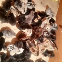 جوجه محلی|حیوانات مزرعه|دهدشت, |دیوار