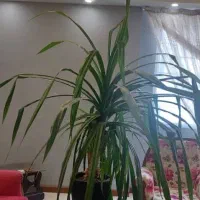 گلدان طبیعی پاندانوس