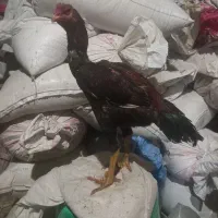 جوجه خروس لاری ۵ماهه از بهترین نژاد|حیوانات مزرعه|شاهین دژ, |دیوار