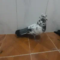 کبوتر|پرنده|قم, زنبیل آباد|دیوار