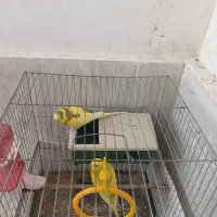 مرغ عشق مولد