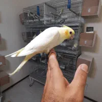 جوجه عروس کاملا رام و دستی|پرنده|پردیس, فاز ۱۱|دیوار