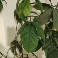 گل سینگینیوم|گل و گیاه طبیعی|بیرجند, |دیوار