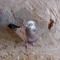 کبوتر|پرنده|شاهینشهر, حافظ جنوبی|دیوار