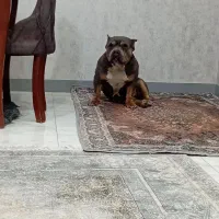 امریکن بولی|سگ|شهریار, شهریار|دیوار