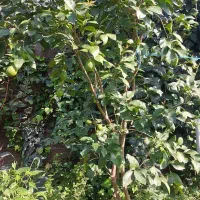 نهال لیمو ترش سنگی|گل و گیاه طبیعی|رشت, گلسار|دیوار